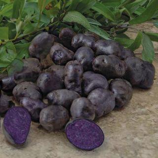 Purple Peruvian Fingerlings Thumbnail